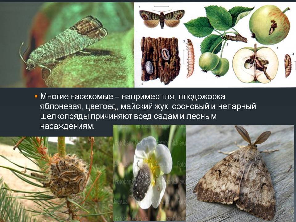 Яблоневая плодожорка и эффективные методы борьбы с ней