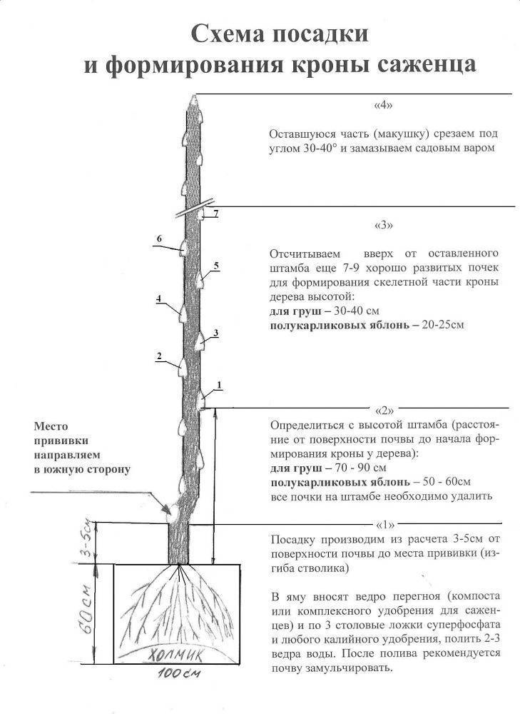 Вишня — правильная посадка, формировка и уход