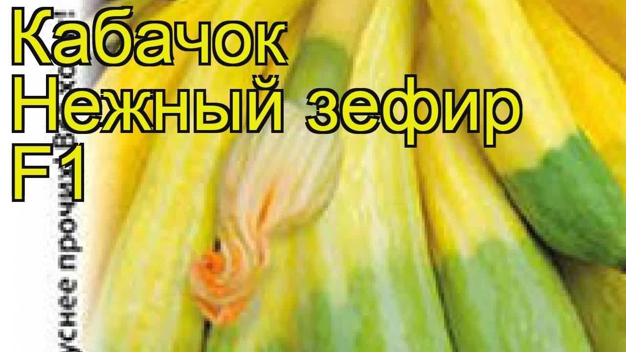 Лучшие сорта кустовых кабачков для открытого грунта: описание и фото, нужно ли прищипывать при выращивании
