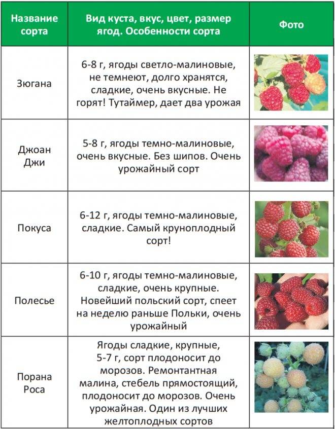 Когда созревает малина в россии: сроки и время сбора ягоды в разных регионах