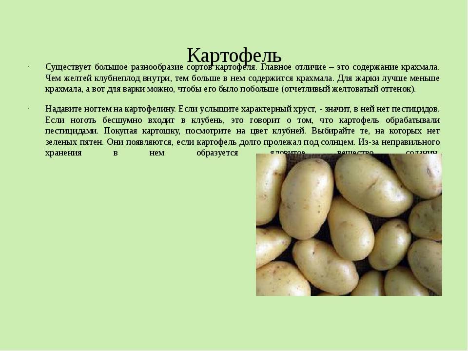 Белорусские сорта картофеля: особенности, описания с фото, характеристика сортов