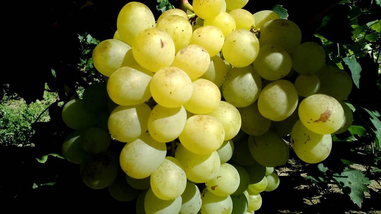 Виноград антоний великий: описание сорта и характеристики, посадка и уход, отзывы