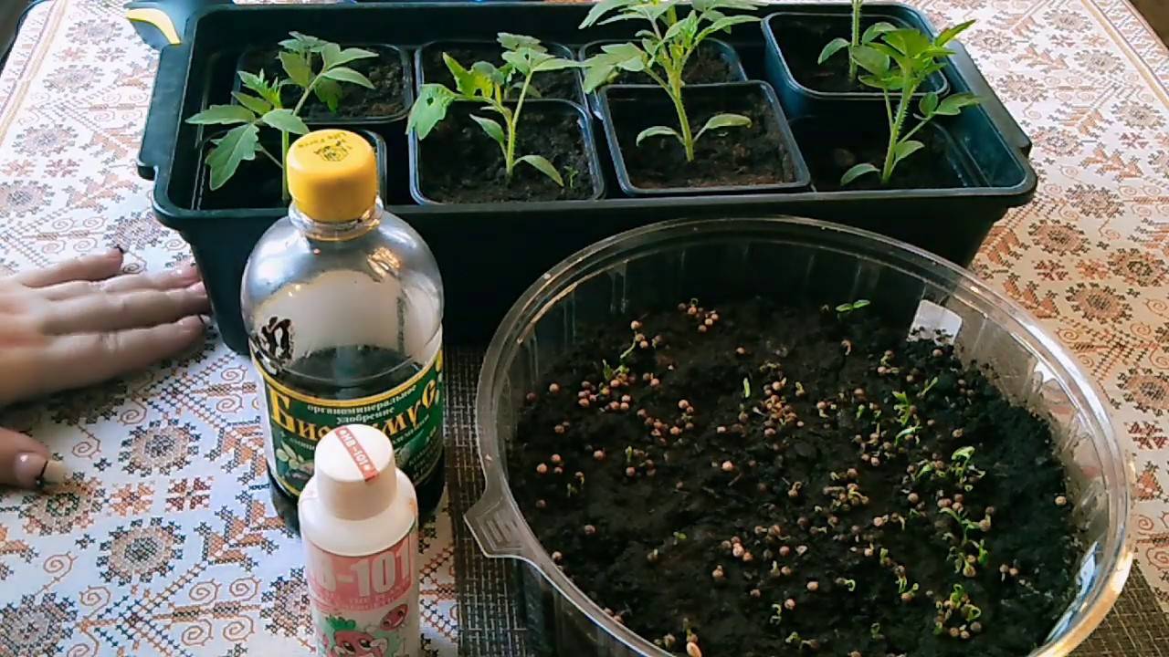 Чем подкормить рассаду помидор после пикировки | сад огород