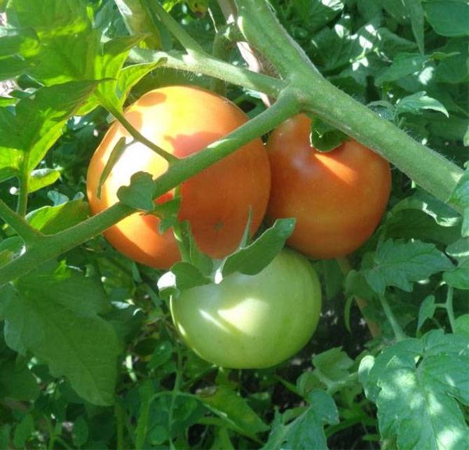 Описание и характеристика сорта помидоров белый налив