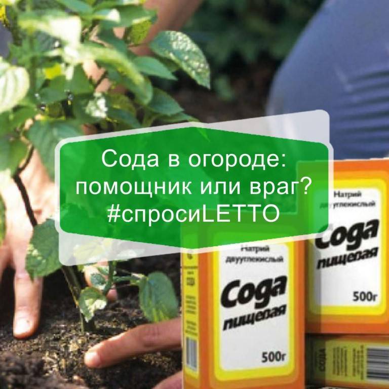 Пищевая сода для подкормки растений и не только / асиенда.ру