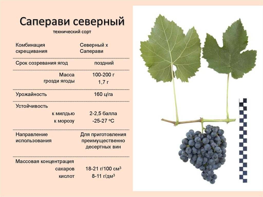Виноград тимур - описание сорта, фото, отзывы