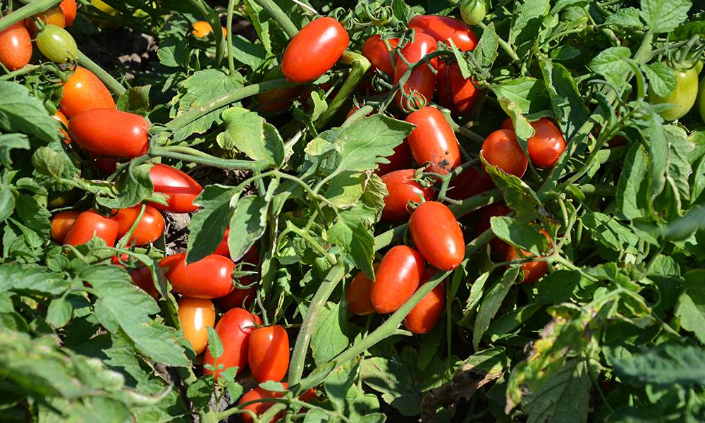 Легендарный гибрид – томат «инкас»: почему его так любят в разных странах, и чем он понравится именно вам