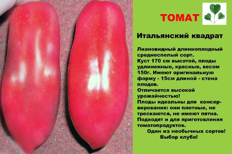 Сорт томата «аурия» от новосибирских селекционеров, прославившийся высокой урожайностью и великолепным вкусом плодов