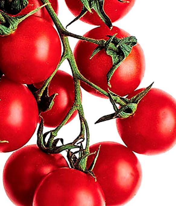 Описание сорта томата гс-12 f1, его характеристика и урожайность – дачные дела