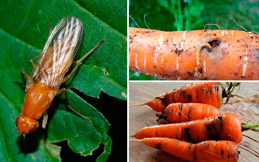 Морковная муха на грядке: как с ней бороться, эффективные препараты