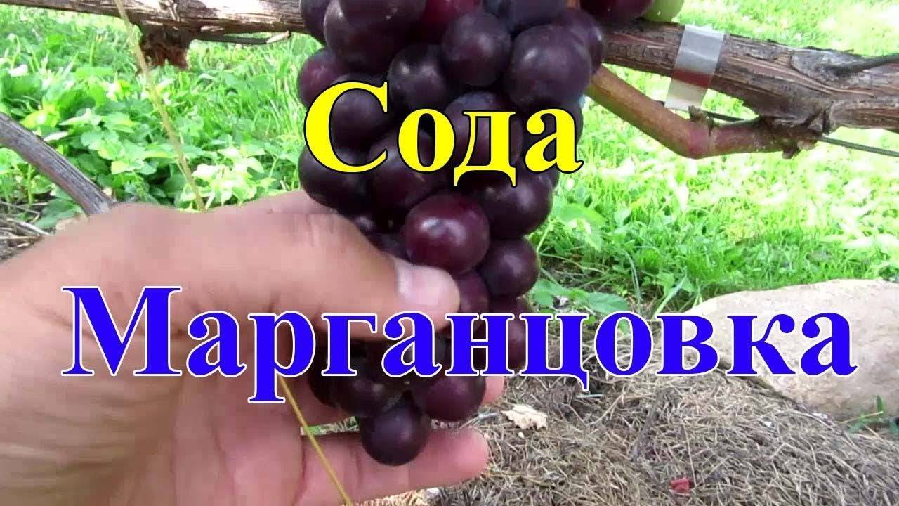✅ обработка винограда пищевой содой и йодом: как опрыскать - tehnoyug.com