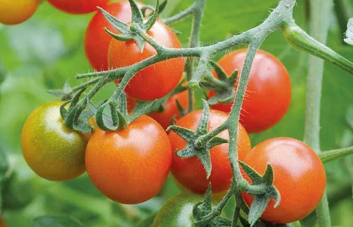 Сорта томатов для теплицы устойчивые к фитофторе (фитофторозу)