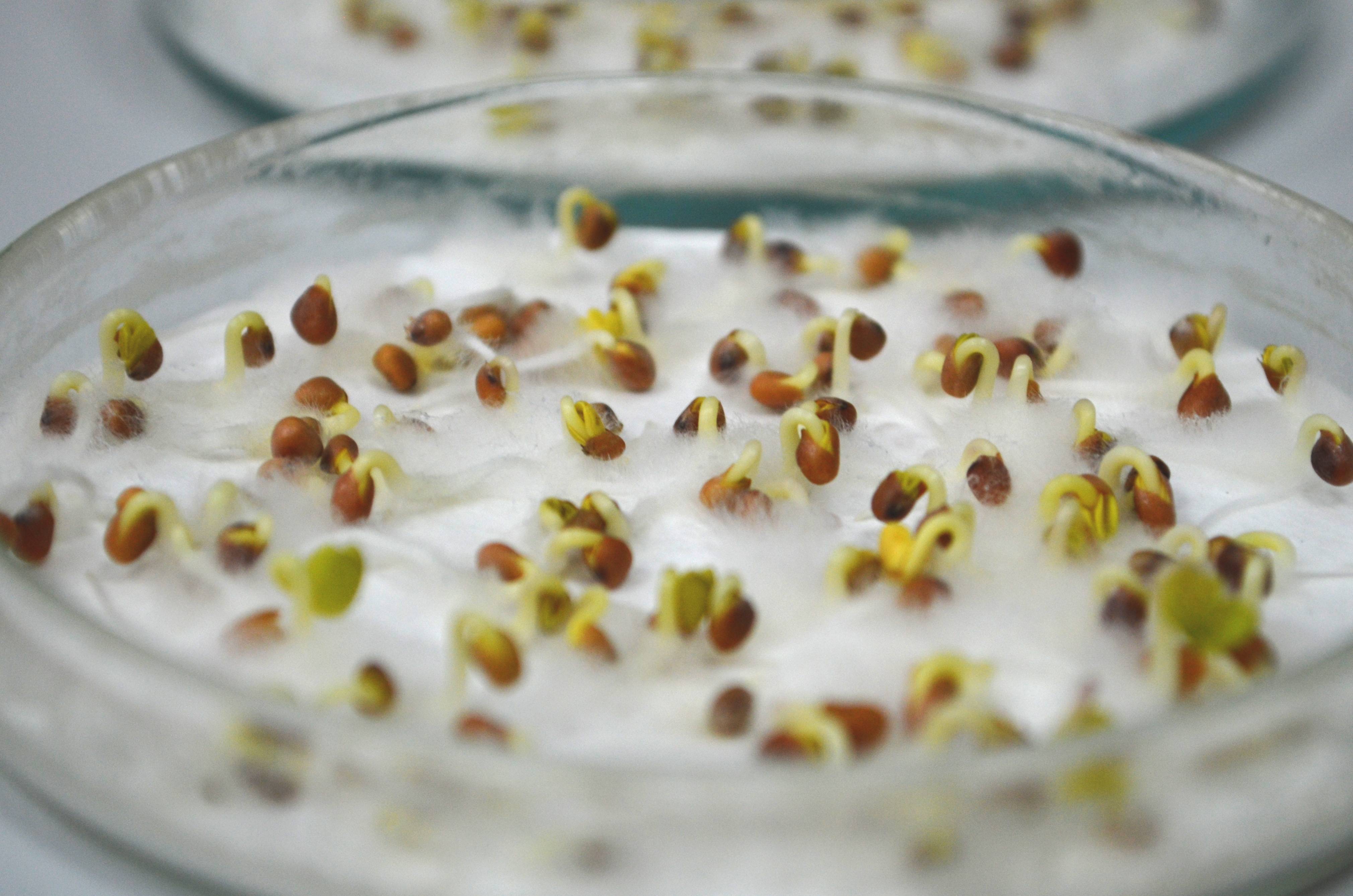 Фото проросших семян огурцов после замачивания