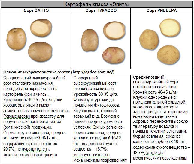 Картофель ривьера: описание сорта, фото, отзывы