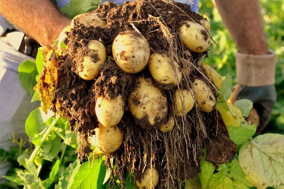 Немецкий картофель «королева анна» на полях и огородах страны