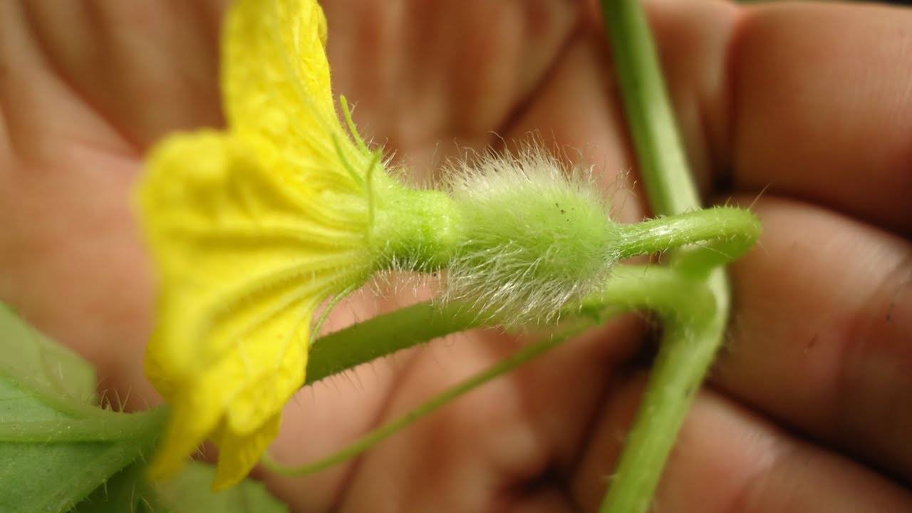 Что делать, если на дынях пустоцвет: почему нет завязей