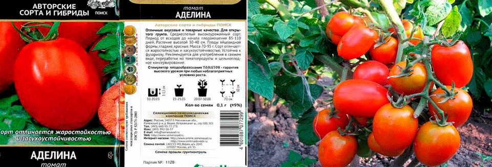 Томат "аделина": характеристика и описание сорта, урожайность, фото куста, отзывы кто сажал