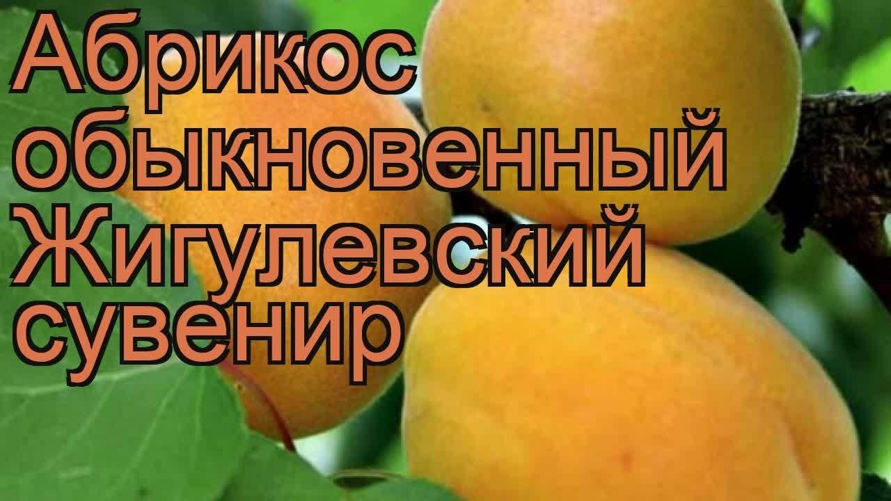 Абрикос жигулевский сувенир: описание сорта, фото, отзывы, опылители, морозостойкость, посадка и уход, самоплодный или нет – zelenj.ru – все про садоводство, земледелие, фермерство и птицеводство