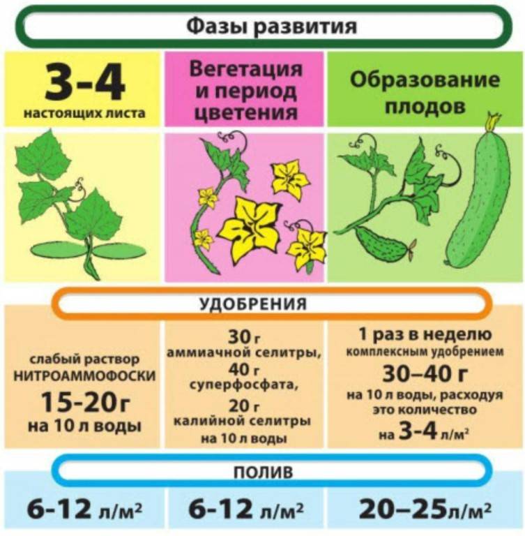 Подкормка огурцов в открытом грунте: виды эффективных удобрений и способы