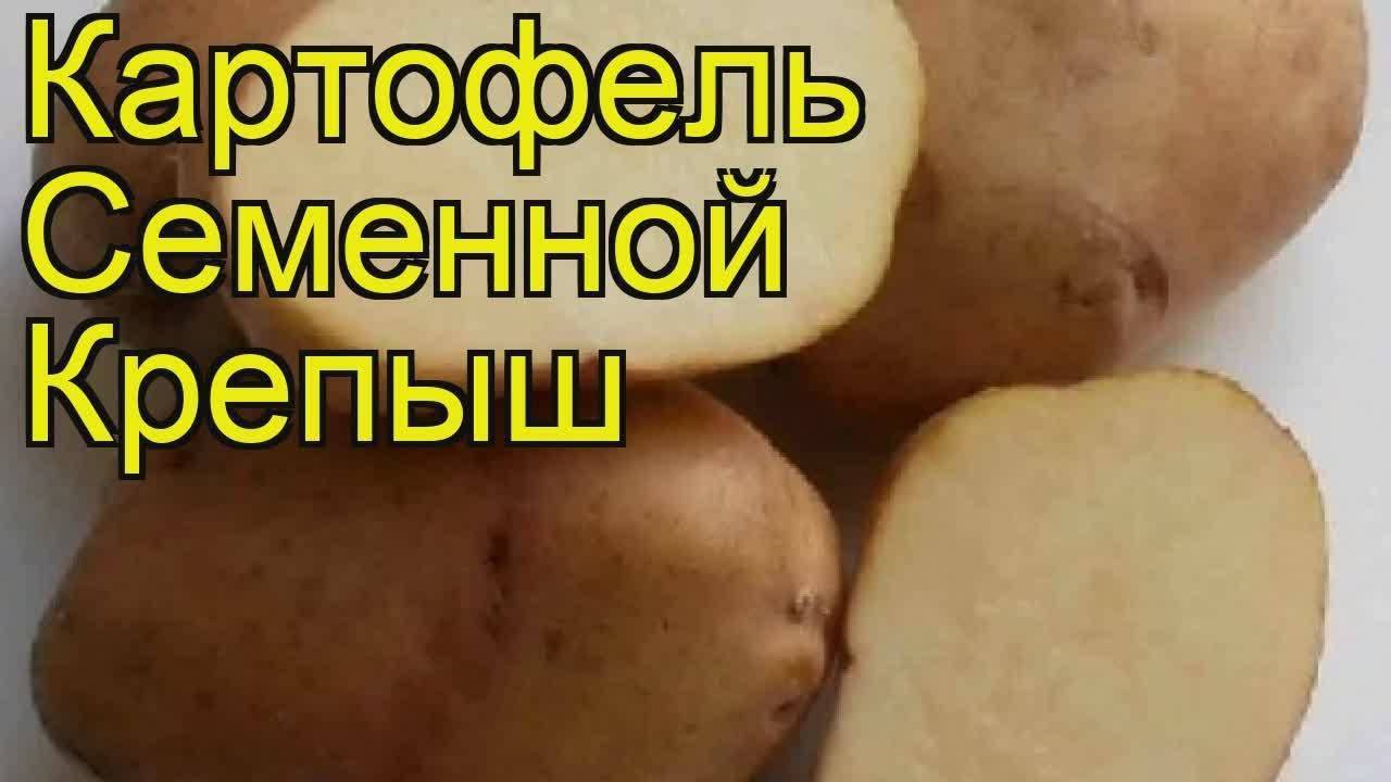 Картофель крепыш: отзывы, описание, характеристика, фото