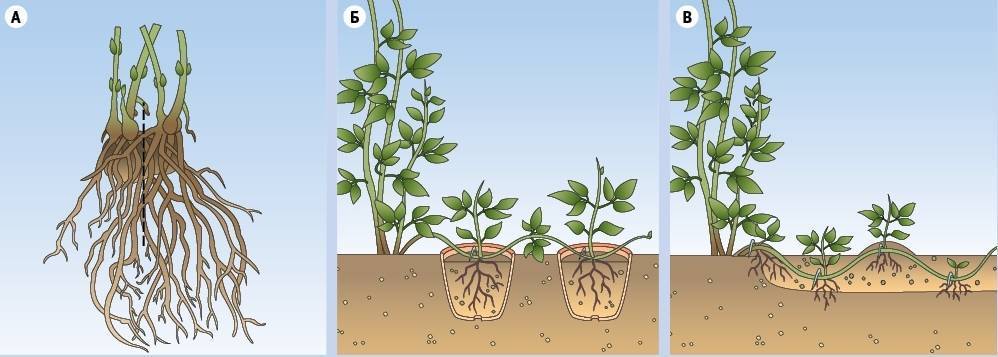 Как вырастить клематисы из семян?
