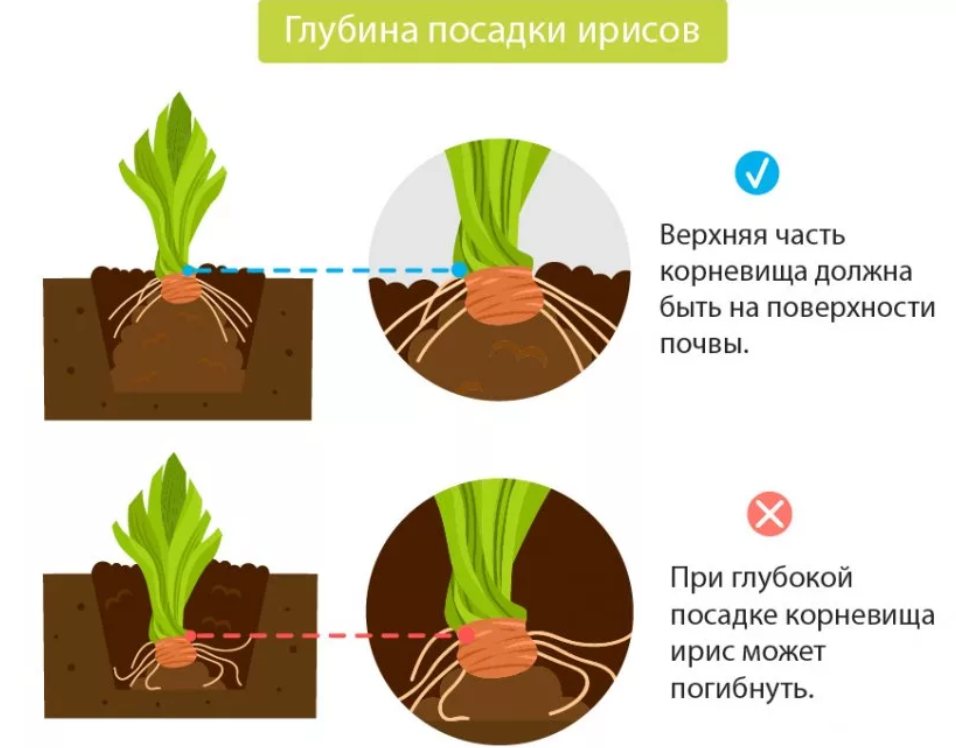 Нарциссы схема посадки