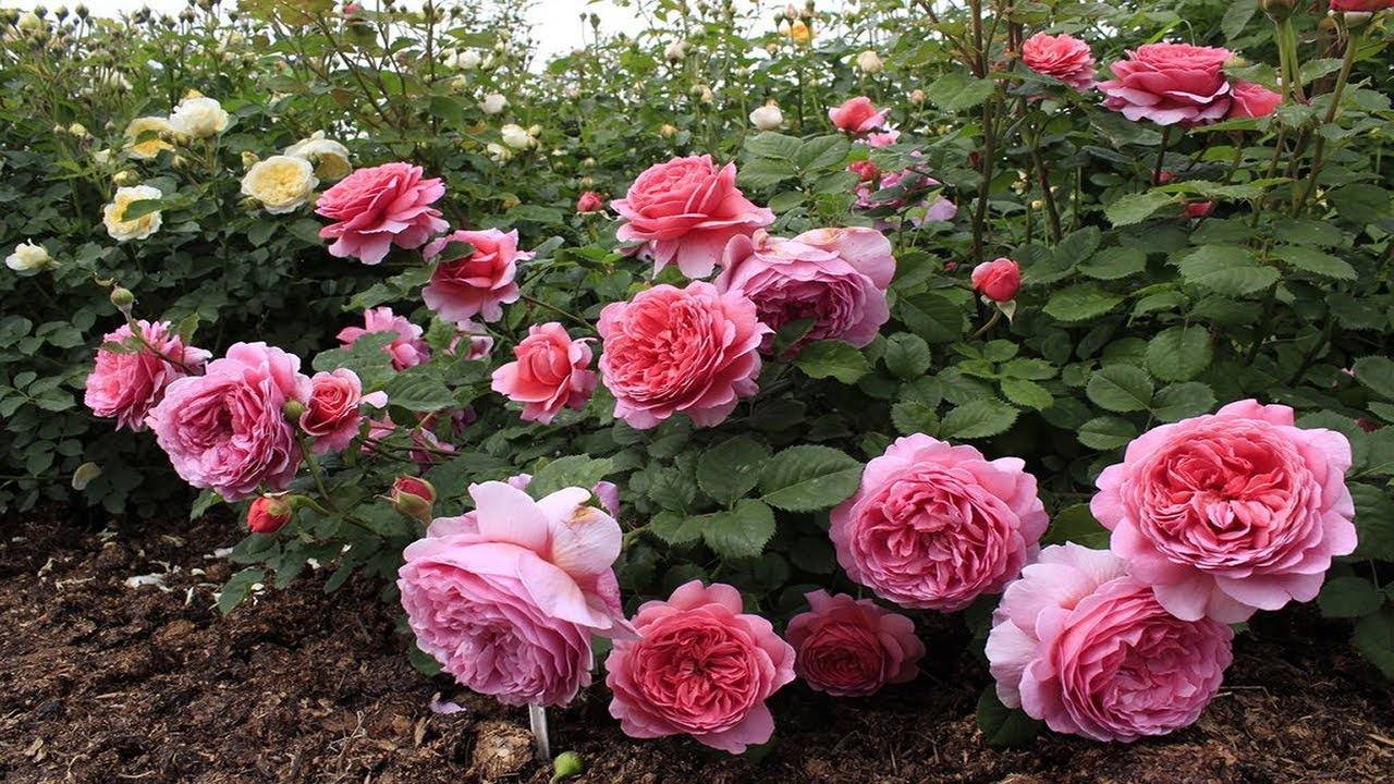 ТОП 10 лучших сортов английских роз, посадка, уход и правила выращивания