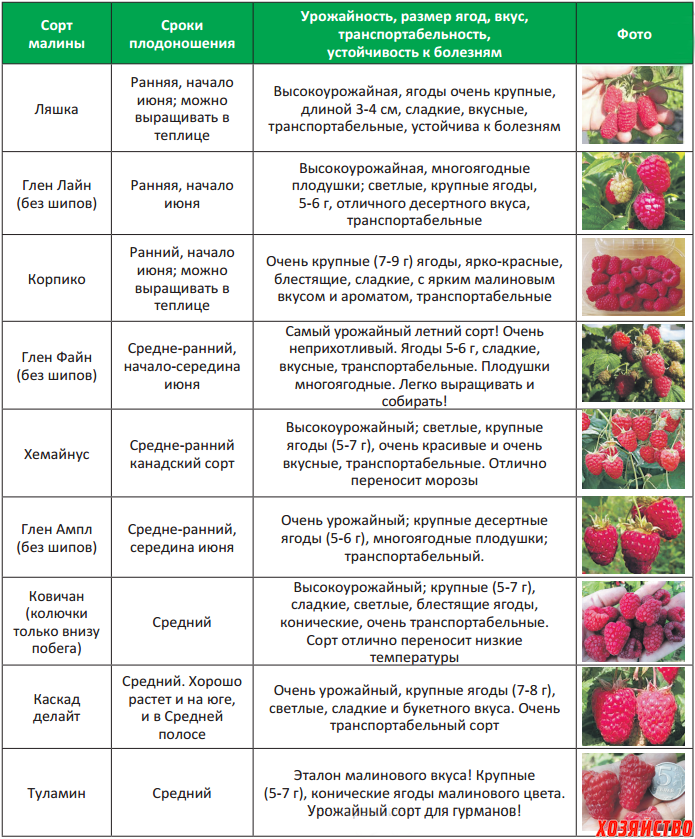 Схема подкормки малины. Таблица созревания сортов малины. Схемы подкормка ремонтантной малины. Схема удобрения ежевики малины в таблице. Потом ягодка начнет увеличиваться багроветь затем синеть