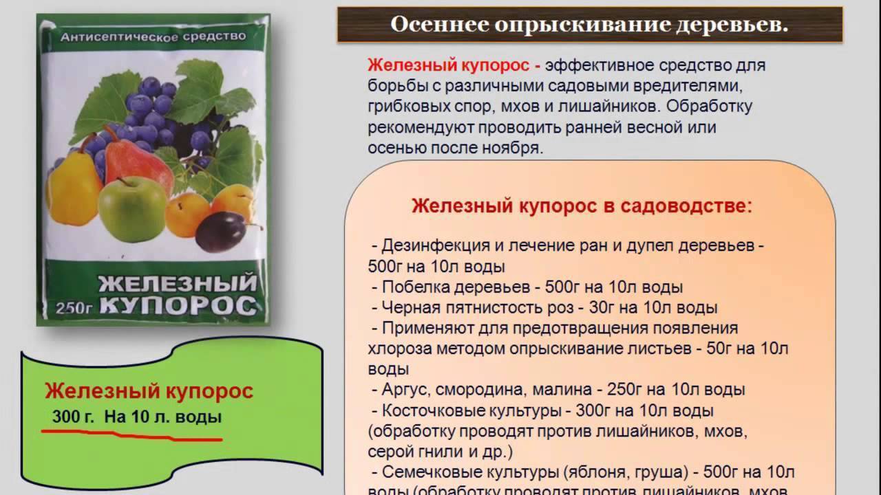 Хлороз: лечение и профилактика, меры борьбы