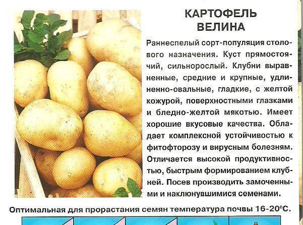 Картофель любава: описание сорта, фото, отзывы - растения и огород