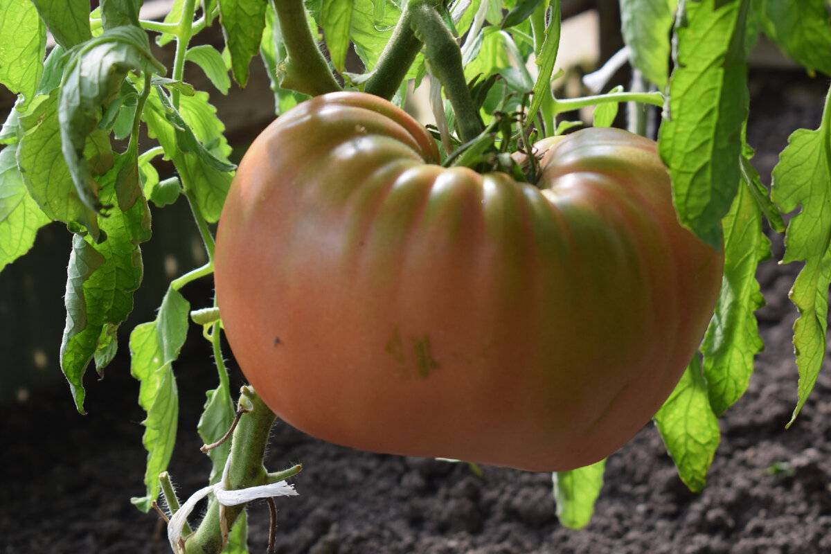 40 уникальных сортов томатов для теплиц на любой вкус