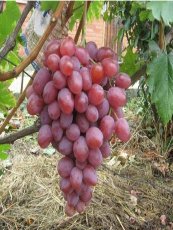 Виноград "анюта": описание раннего сорта, произрастание, сроки созревания и фото