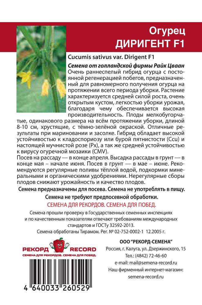 Описание огурцов Диригент и особенности выращивания в открытом грунте