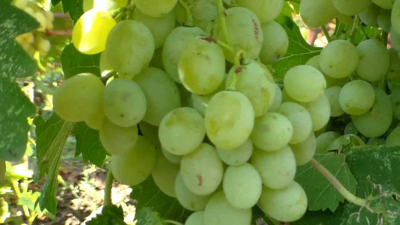 Виноград антоний великий: описание сорта, фото, отзывы