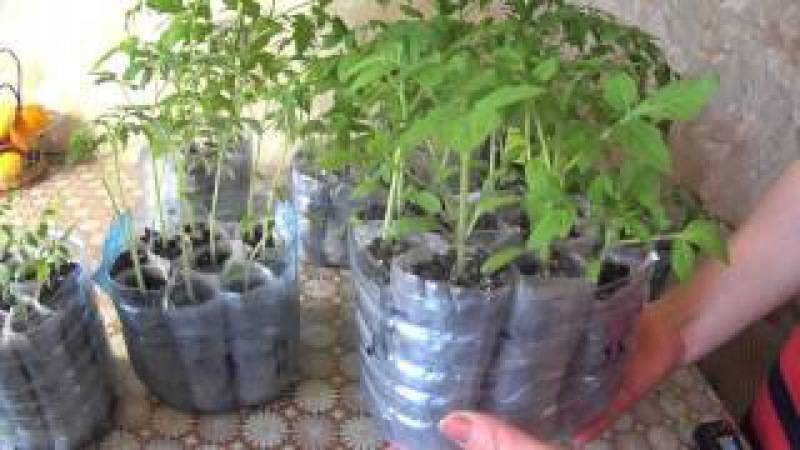 Выращивание и пикировка семян рассады в пеленках