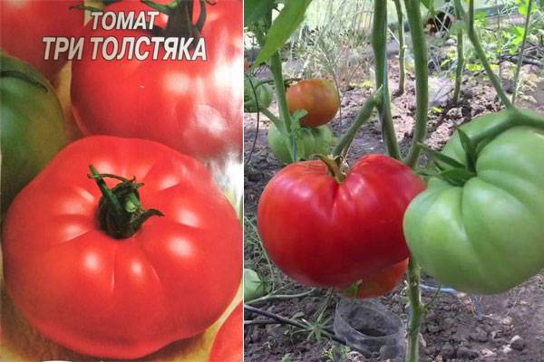 Томат три толстяка: характеристика и описание гибридного сорта с фото