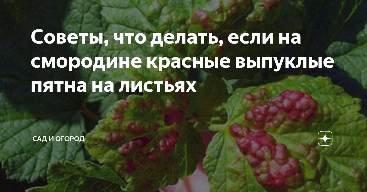 Болезни черной смородины: описание с фотографиями и способы лечения