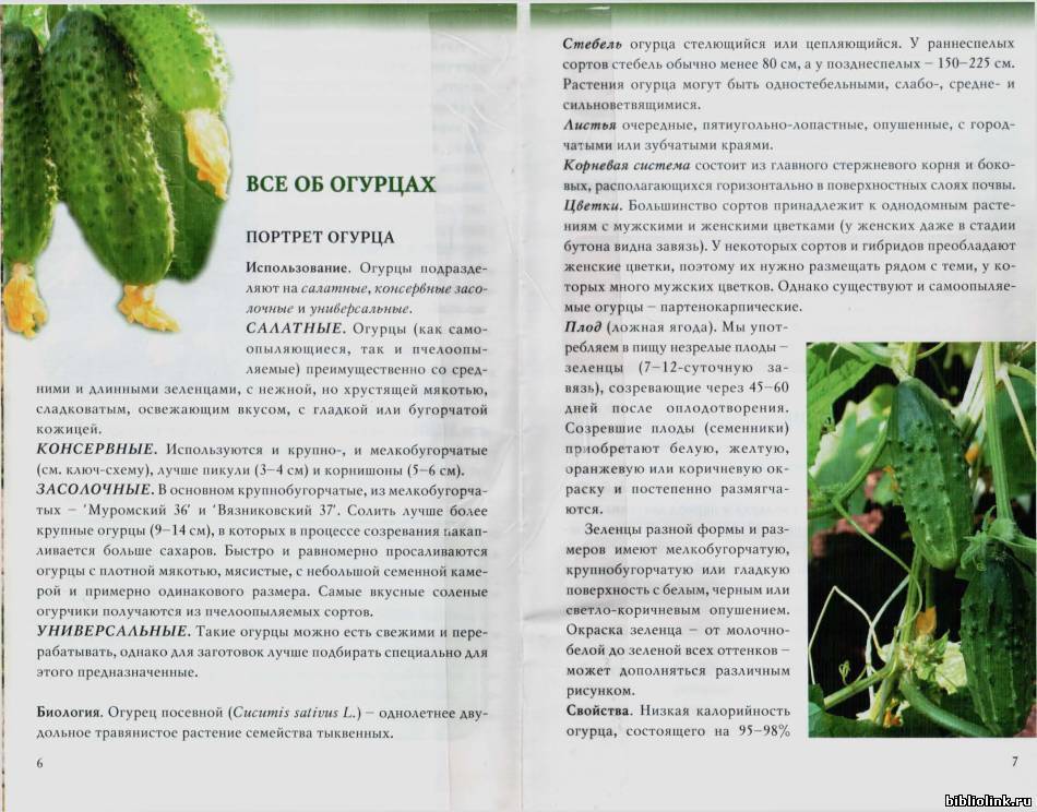 Армянские огурцы: описание сорта, сколько дают урожая, выращивание, фото