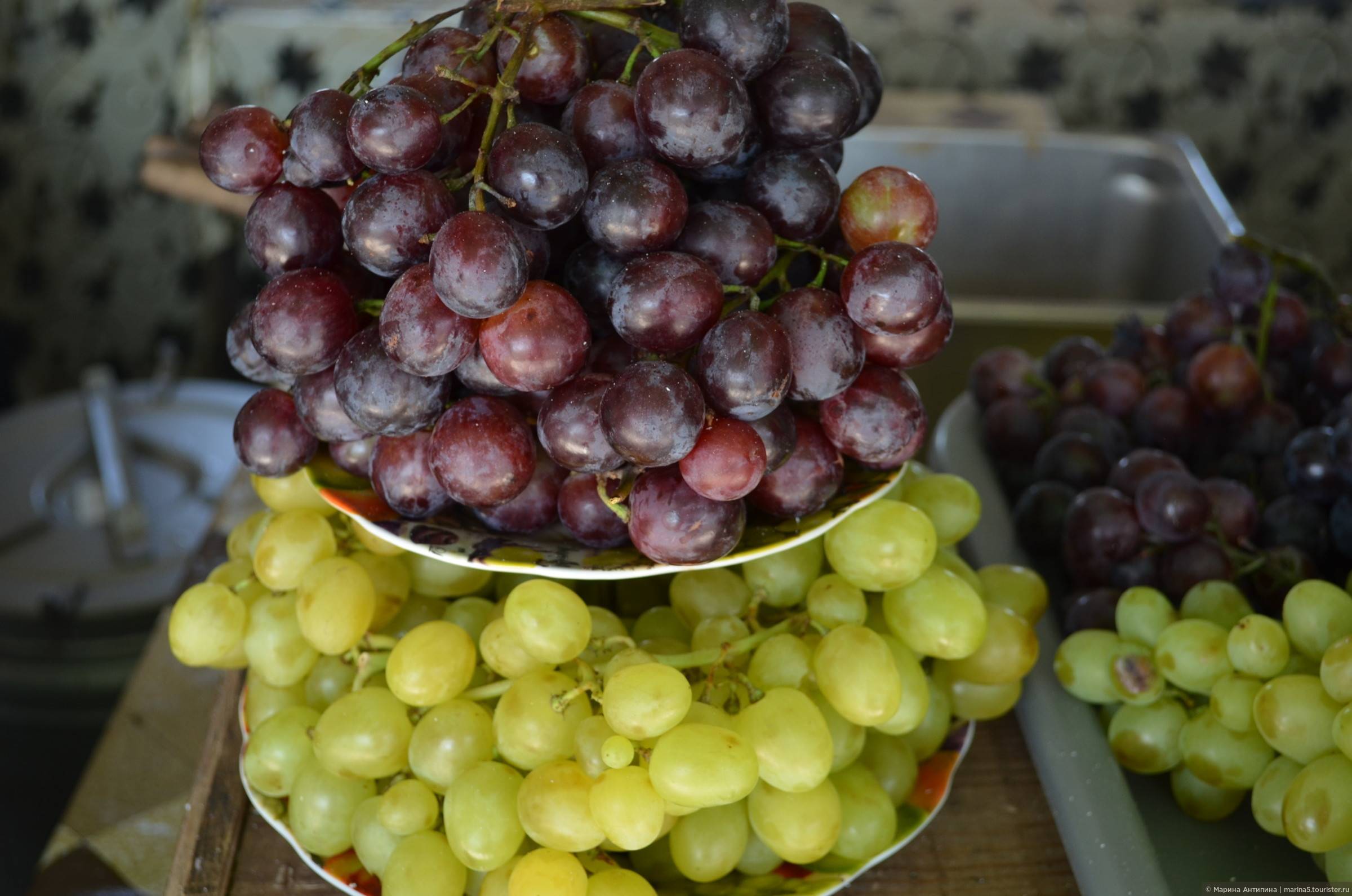 Секреты богатого урожая сорта винограда кардинал: пратические советы