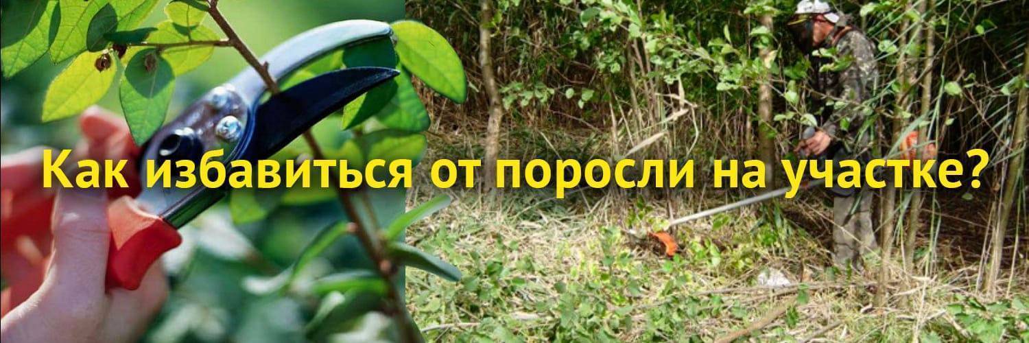 ᐉ как избавиться от зарослей вишни - godacha.ru