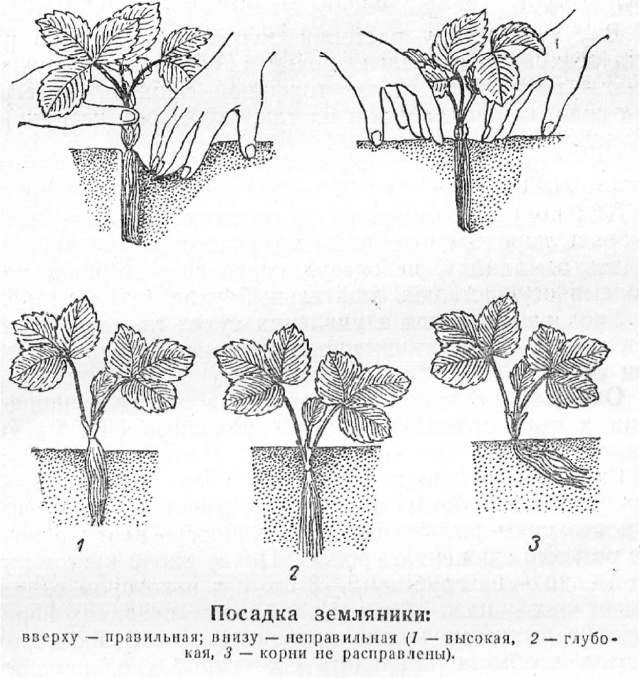 По какой схеме сажать клубнику