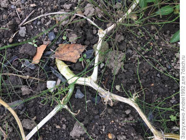 Почему вянут листья у рассады огурцов: что делать, причины
