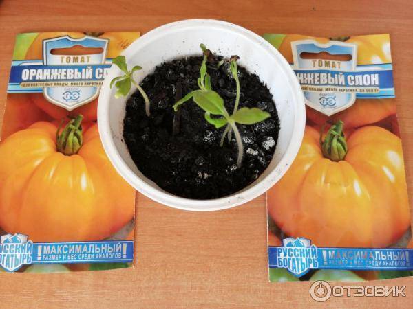 Характеристика и описание сорта томатов «оранжевый слон»