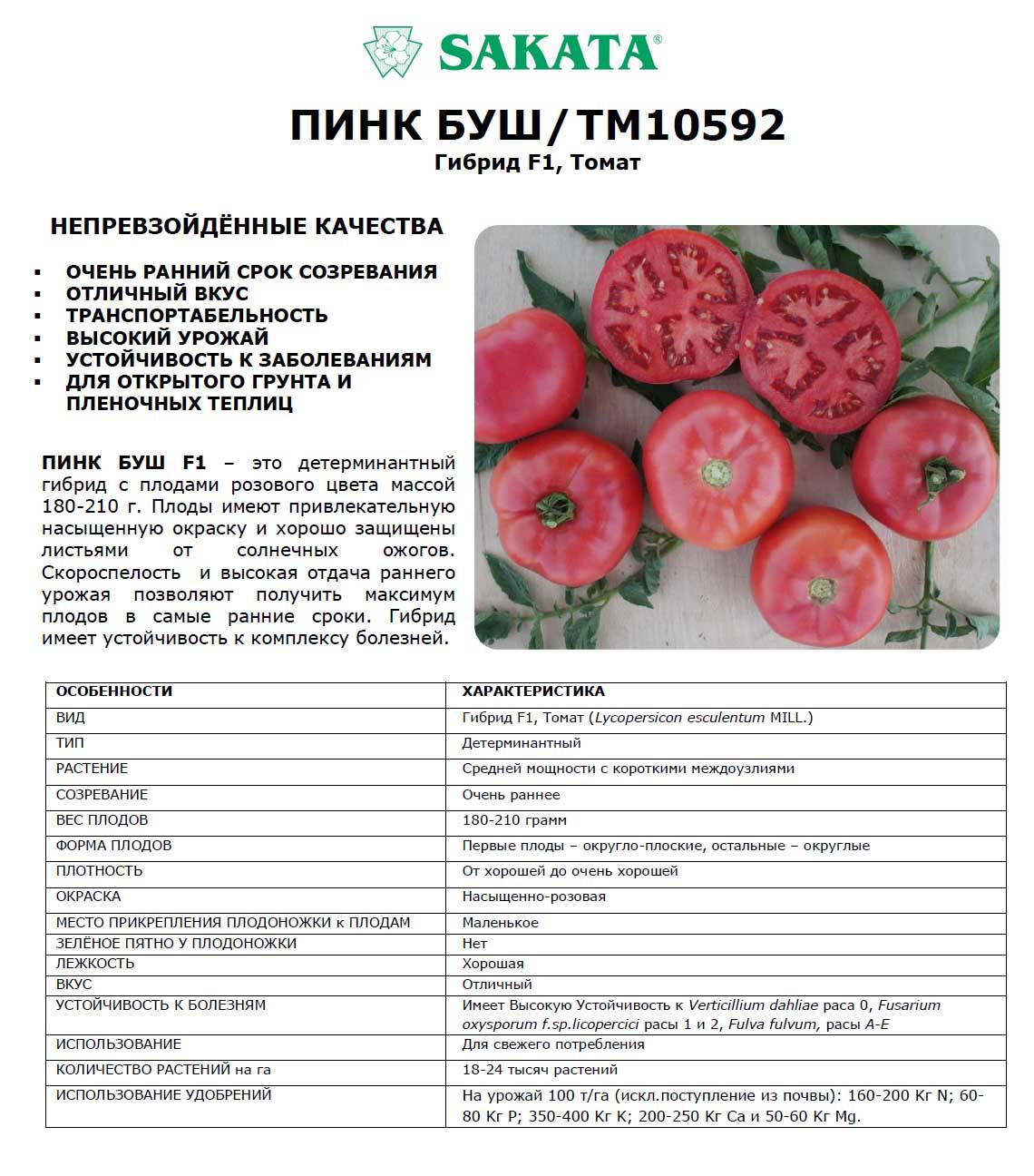 Томат пинк райз f1: отзывы и фото куста, характеристика и описание сорта помидоров