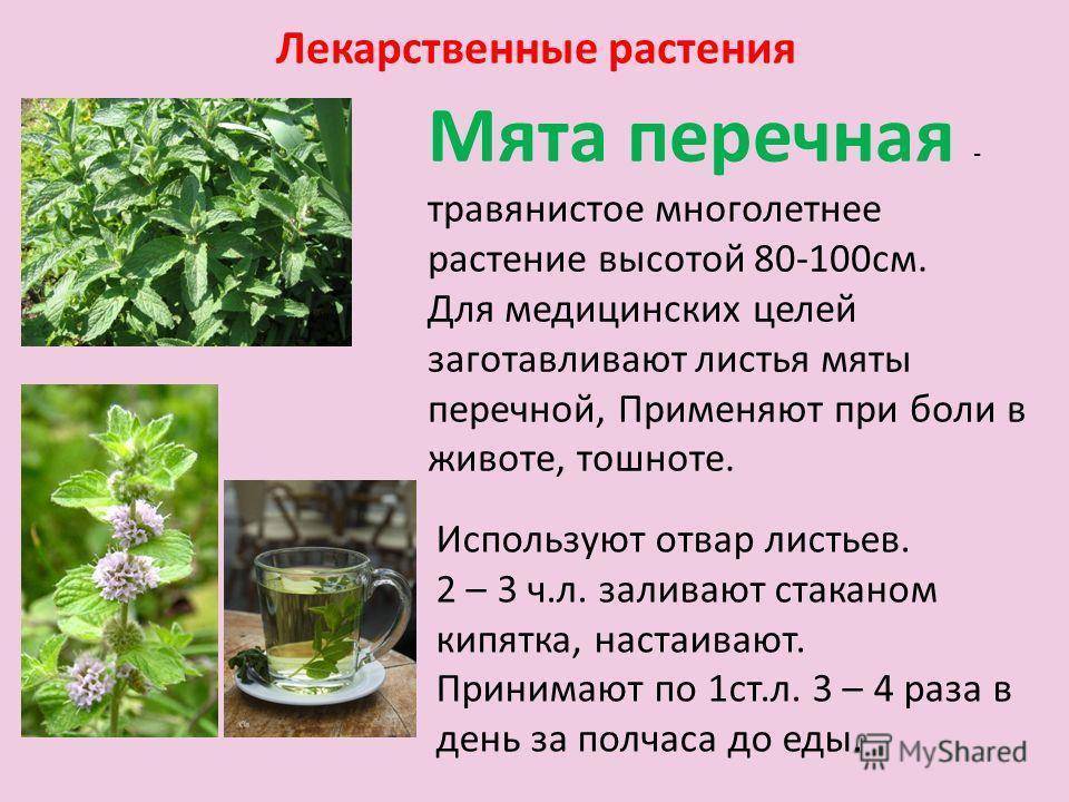 Мята: выращивание из семян дома и в саду