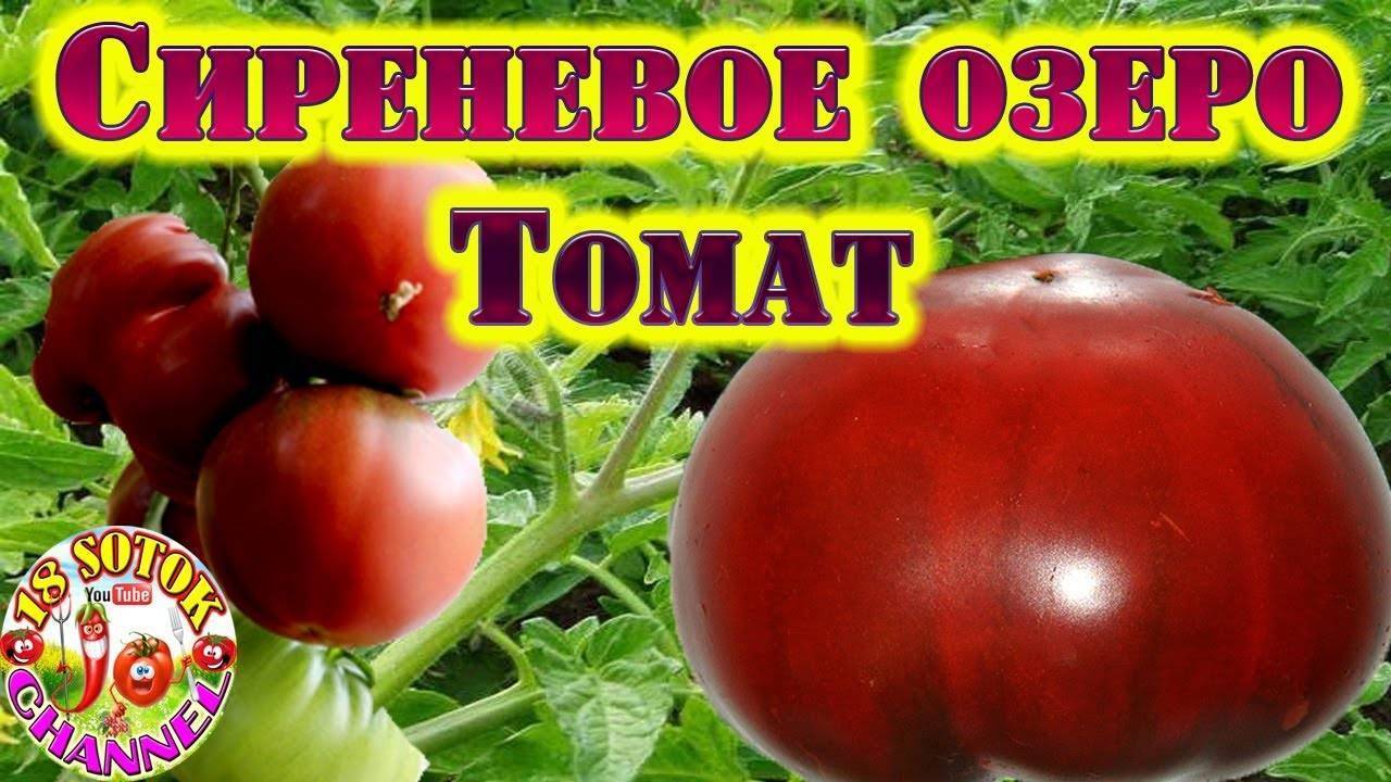 Томат садовая жемчужина: характеристика и описание сорта, отзывы об урожайности, видео и фото помидоров