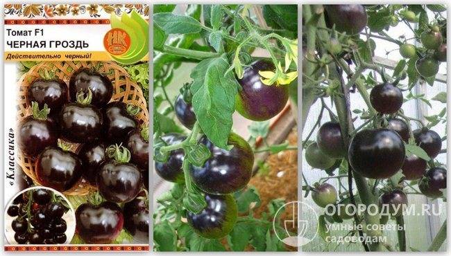 Вкусный, маленький, размером с виноград — томат красная гроздь: полное описание сорта
