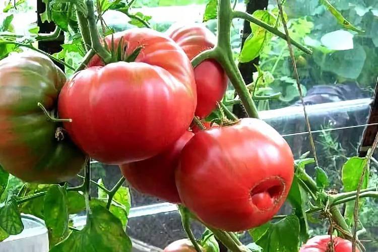 Бабушкин секрет: отличный помидор для любого климата