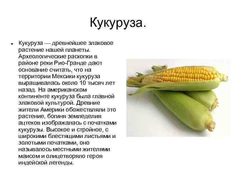 Кукуруза это овощ или фрукт, биологическое описание и происхождение