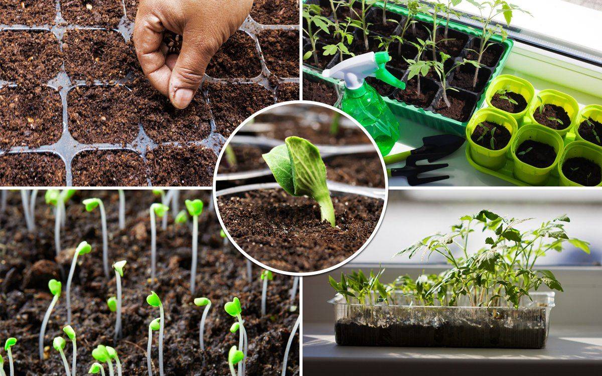 Способы выращивания рассады: как вырастить крепкую рассаду томатов